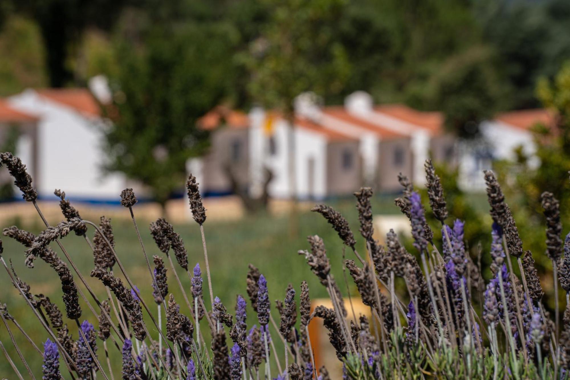 Gasthaus Vale Da Cassiopeia Cercal do Alentejo Exterior foto